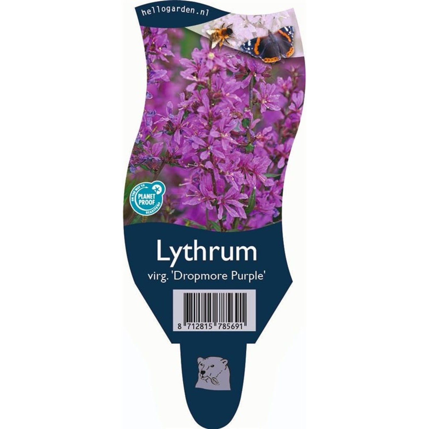 Fackelblomster – Lythrum virgatum 'Dropmore Purple' - P11